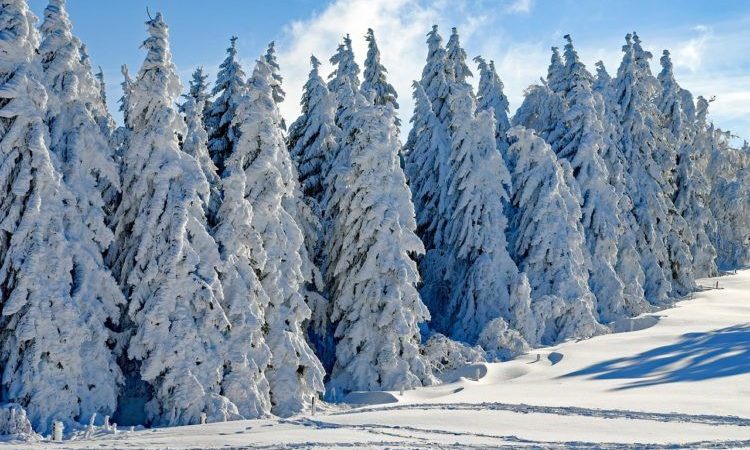 : Exploring Winter Wonderland: Places with Snow in California 2022