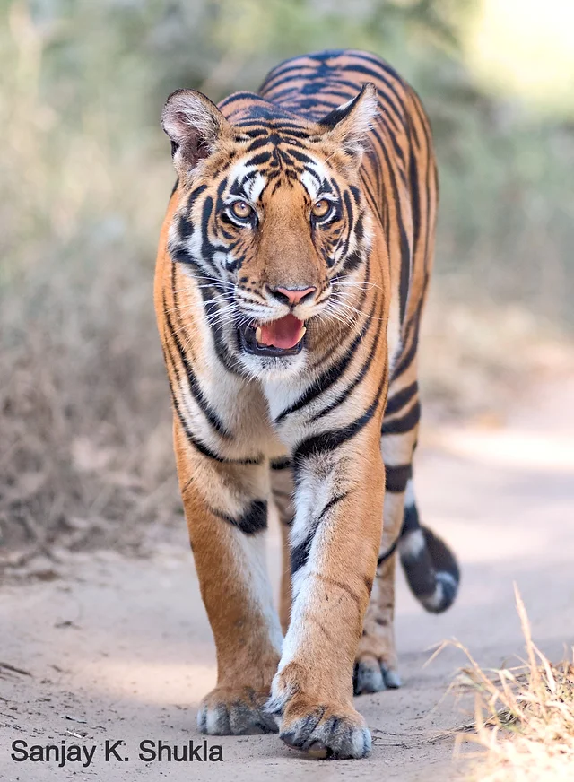 The Precarious State of Tigers: How Many Remain in the Wild?
