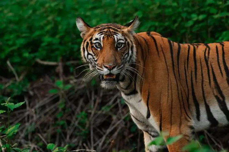 The Vanishing Stripes: An Urgent Look at the Decline of Tiger Populations Worldwide