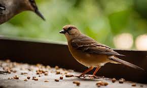 Exploring Avian Appetites: What Do Birds Eat?
