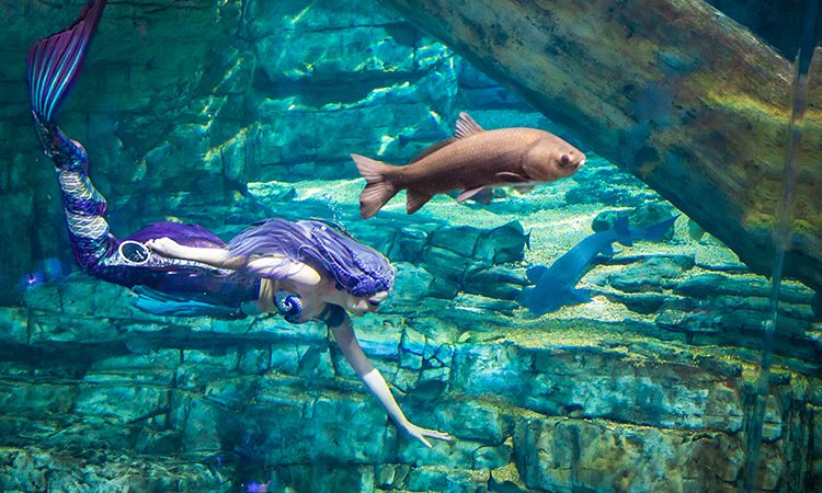 : “Exploring the Enchanting World of Mermaid Farms: A Fusion of Myth and Aquaculture Innovation”